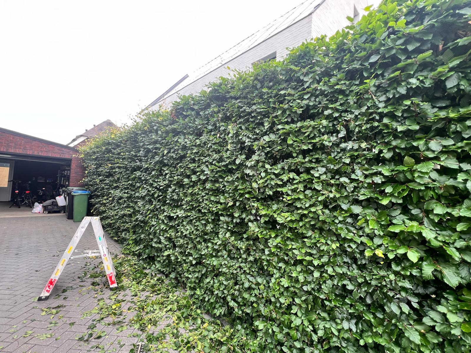 Tuinonderhoud · gesnoeide haag