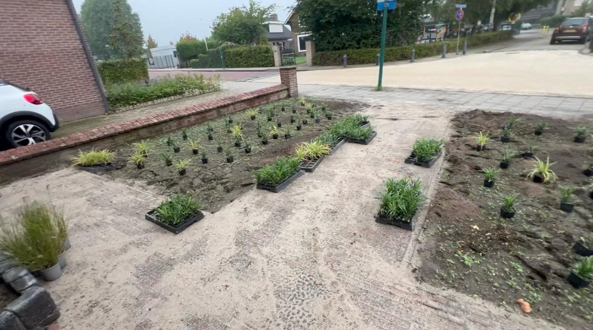 Siergrassen in trays klaar voor aanplant in de voortuin