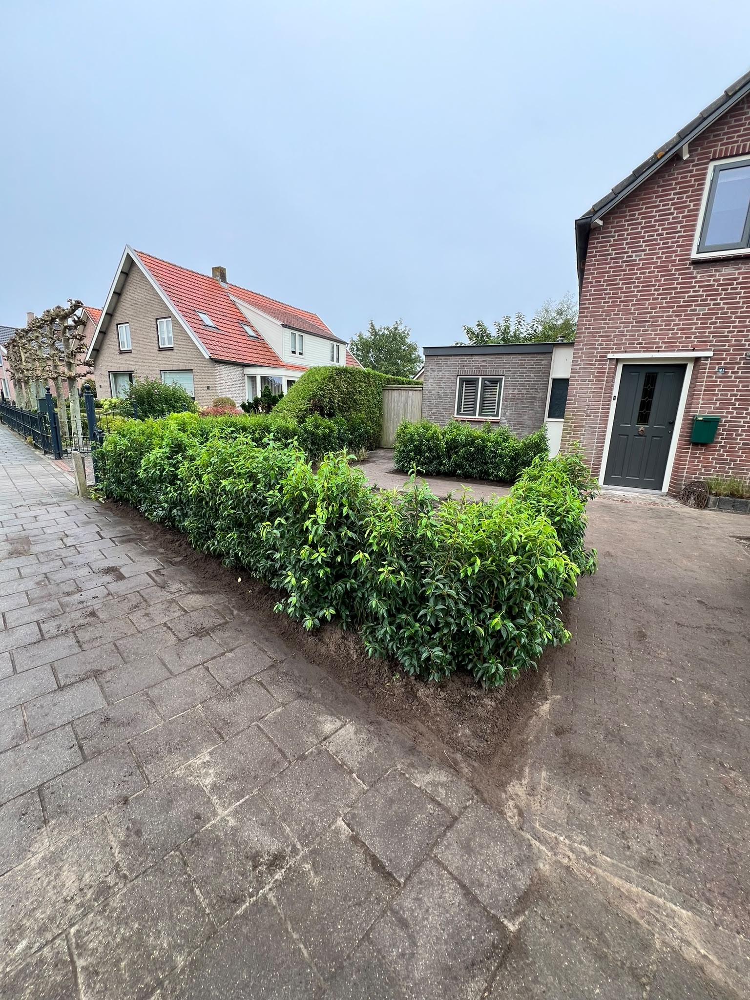 Voortuin met laurierhaag en siergrassen langs de oprit