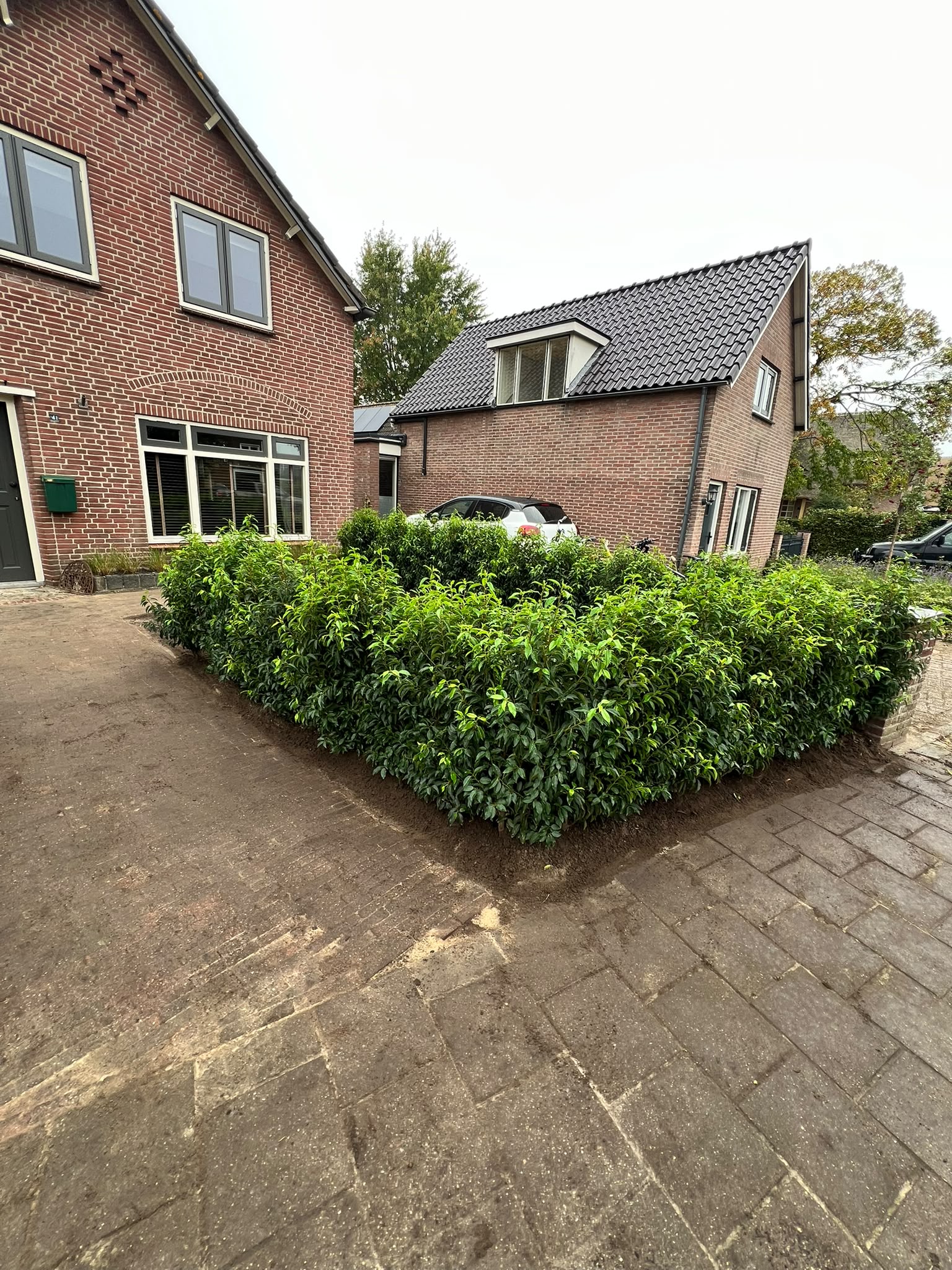 Strak aangelegde voortuin met haag en siergrassen