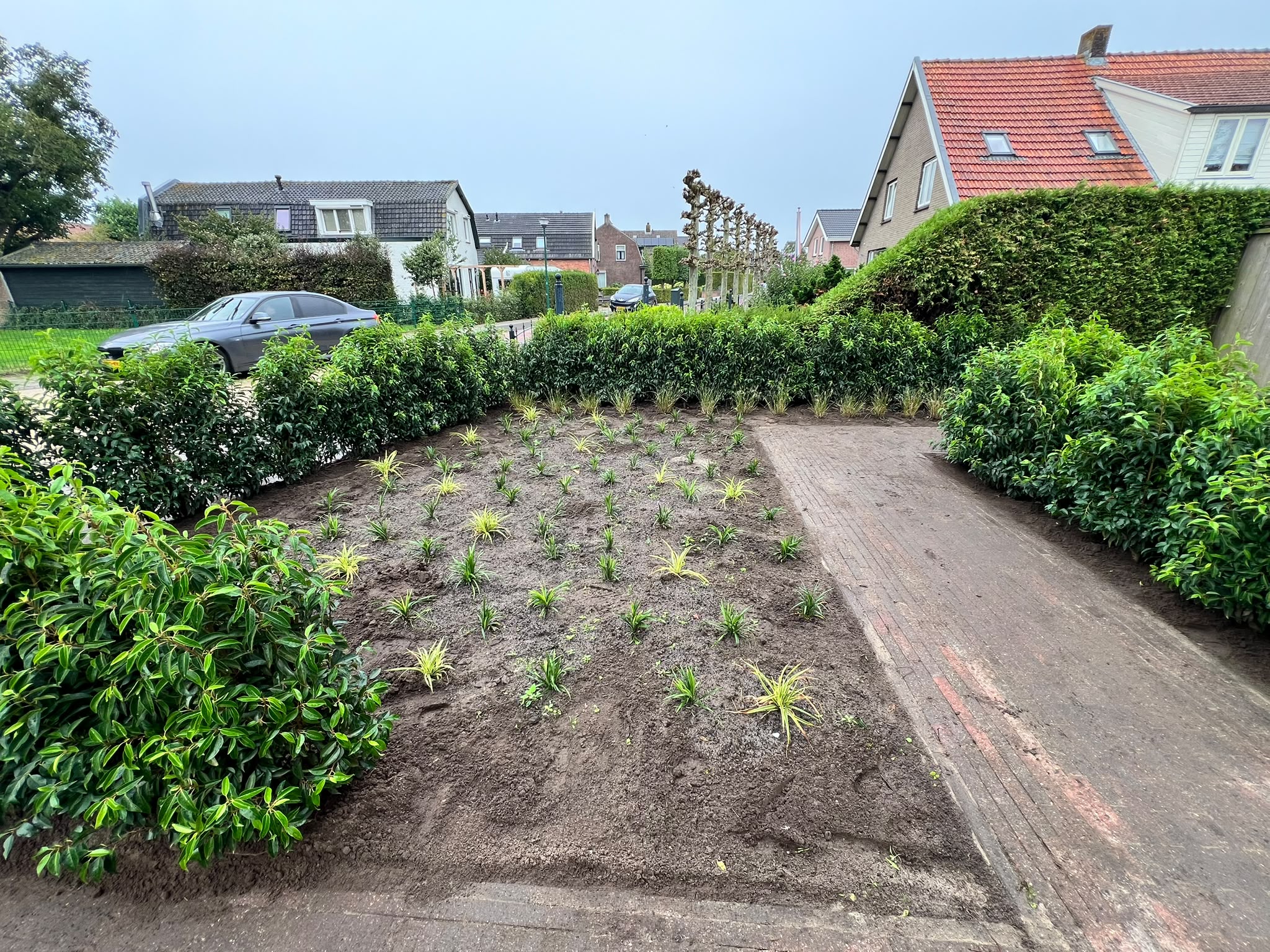 Border met siergrassen en laurierhaag