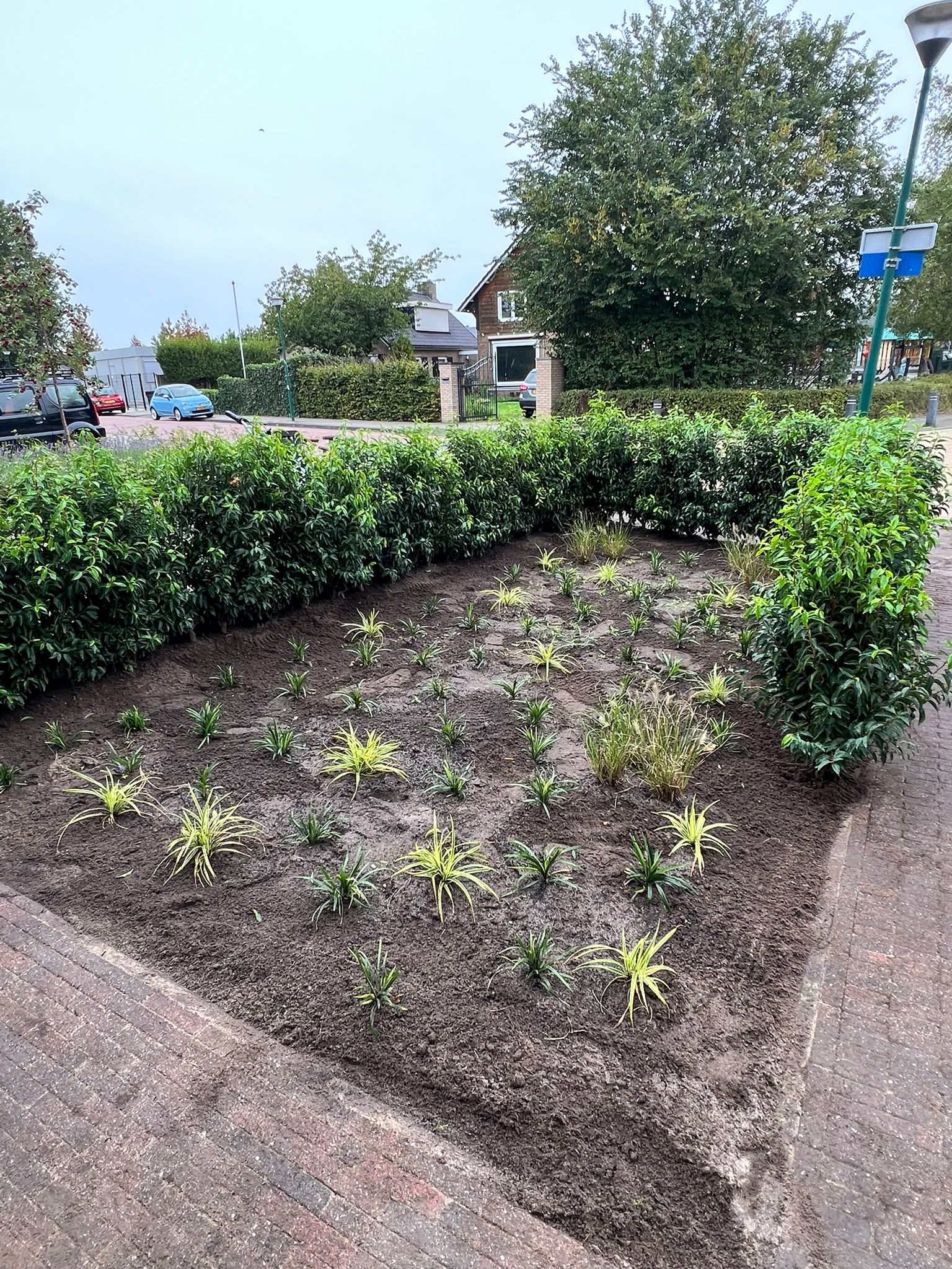 Voortuin met laurierhaag en ingeplante border